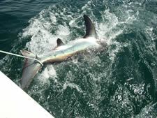 Tommy's Girl Thresher Shark